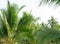 Coconut palm trees, Morning coconut plantation in sunrise