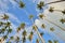 Coconut palm trees perspective view