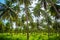 Coconut palm trees plantation