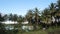 Coconut palm trees plantation in Philippines