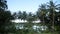 Coconut palm trees plantation in Philippines