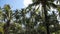 Coconut palm trees plantation in Philippines