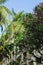 Coconut palm trees, plumeria, blue sky and architecture