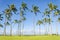 Coconut Palm trees on the Poipu beach in Hawaii