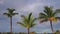 Coconut palm trees and rainbow against blue tropical sky with clouds. Summer tropical vacation