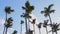 Coconut palm trees and rainbow against blue tropical sky with clouds. Summer tropical vacation