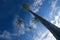 Coconut palm trees reaching out to skies