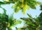 Coconut palm trees on sky background.   Low Angle View