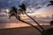 Coconut palm trees at sunset on maui