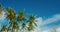 Coconut palm trees sway in sunshine. Green branches against a beautiful blue sky with white puffy clouds. Leaves moving