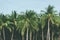 Coconut palm trees tropical background, vintage