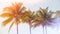 Coconut Palm trees. Tropical nature. Green Tree branch. Blue sky on background. Spring break or Summer vacations