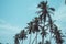 Coconut palm trees - Tropical summer breeze holiday, Retro tone