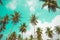 Coconut palm trees - Tropical summer breeze holiday, Vintage ton