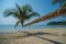 Coconut palm in the tropical island beach