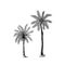 Coconut palm. Tropical trees exotic plants. Phoenix or Date varieties. Eastern landscape. Exotic nature. Linear Jungle