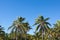 Coconut palms against a background of blue sky