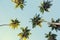 Coconut palms against the blue sky.
