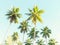 Coconut palms against the blue sky.