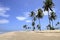 Coconut palms on the beach