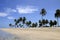 Coconut palms on the beach