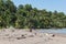 Coconut palms on the beach of drake, Costa Rica