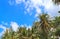 Coconut palms on the beaches of asia in phuket in thailand, against the backdrop of mountains and blue sky