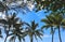 Coconut palms on the beaches of asia in phuket in thailand, against the backdrop of mountains and blue sky