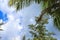 Coconut palms on the beaches of asia in phuket in thailand, against the backdrop of mountains and blue sky