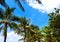 Coconut palms on the beaches of asia in phuket in thailand, against the backdrop of mountains and blue sky