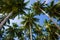 Coconut palms on blue sky background. Indonesia. Indian Ocean.