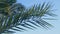 Coconut palms bottom view. Green palm against the blue sky. View of palm trees against the sky