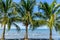 Coconut palms & egrets on Caribbean beach, Guatemala