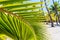 Coconut Palms Fronds On The Royal Grounds