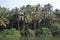 Coconut palms growing by a riverside in Kerala, Southern India