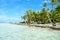 Coconut palms on a pacific island