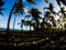 Coconut palms in Pontal de Maracaipe - Porto de Galinhas