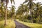 Coconut palms and road in tropical island