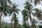 Coconut palms and road in tropical island