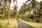 Coconut palms and road in tropical island. Tropical trees, way in paradise