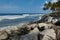 Coconut palms on a rock strewn beach