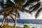 Coconut palms on the south Pacific tropical island of Niue