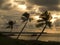 Coconut palms in the sunset