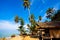 Coconut palms on tropic coast