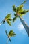 Coconut palms under blue Caribbean sky