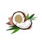 Coconut pieces with palm leaves, vector set of white coconut.Vector illustration of fruit coconut on a white background