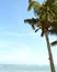 Coconut plam tree at the beach