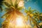 Coconut plam tree with sunlight on blue sky background. Vintage
