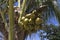 A coconut plant with fresh fruits