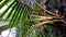 Coconut plant, small elongated leaves-smooth-pointed-green color